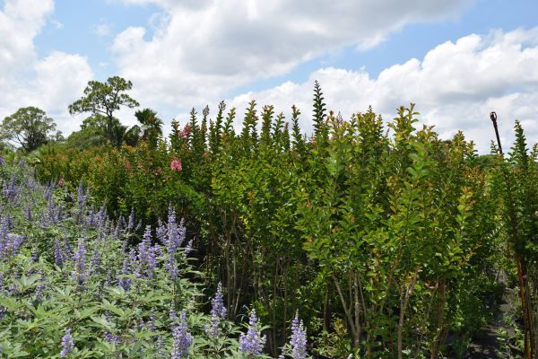 lagerstroemia-indica-sioux-crape-myrtle