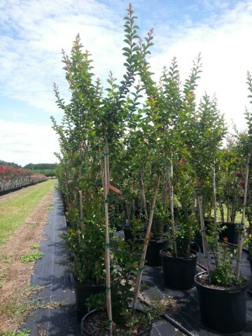 lagerstroemia-indica-sioux-crape-myrtle