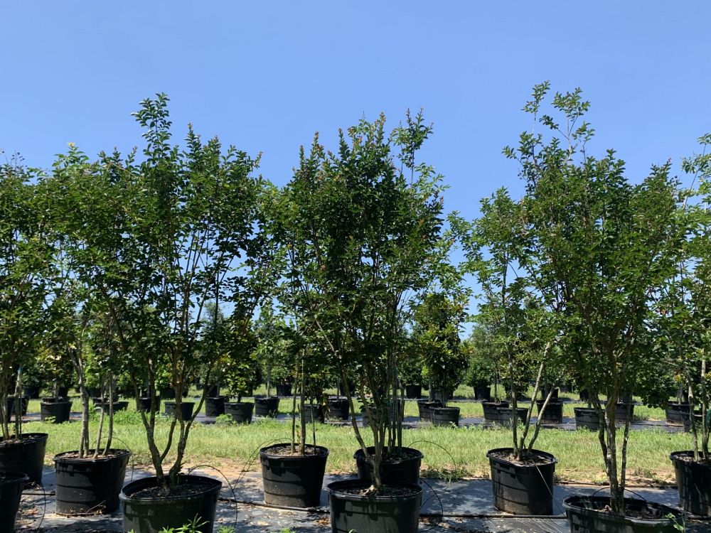 lagerstroemia-indica-sioux-crape-myrtle