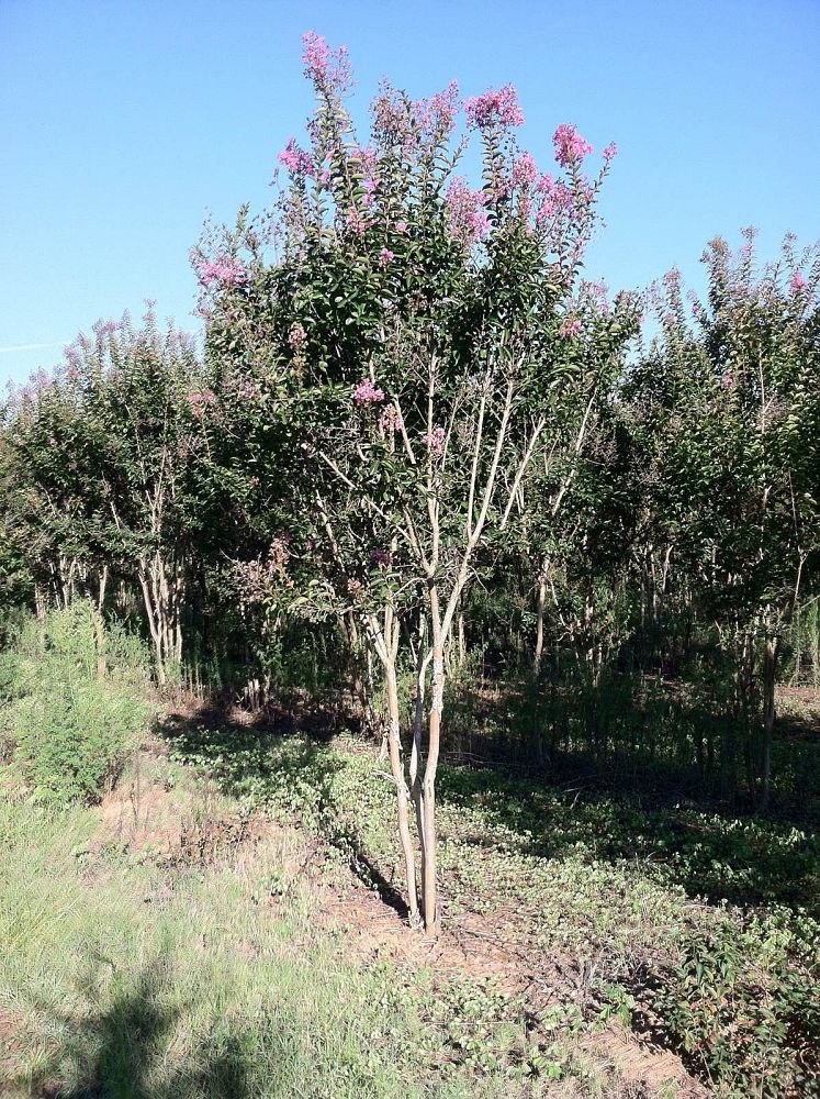 lagerstroemia-indica-sioux-crape-myrtle