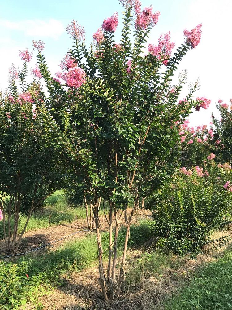 lagerstroemia-indica-sioux-crape-myrtle