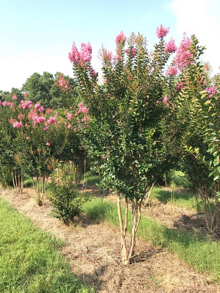 lagerstroemia-indica-sioux-crape-myrtle