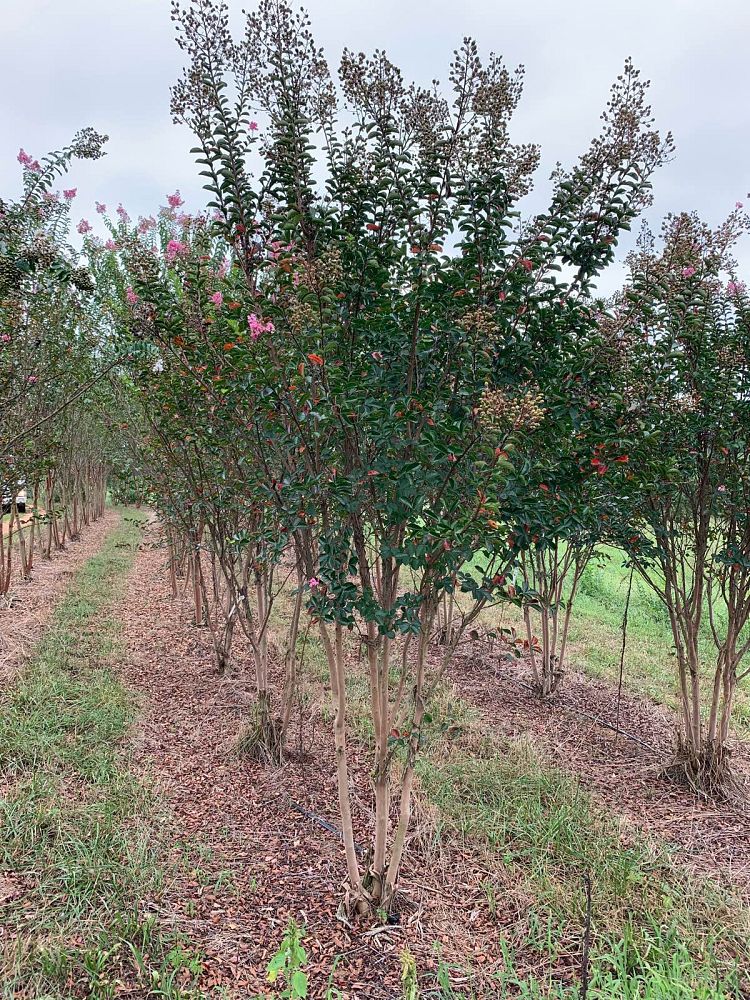 lagerstroemia-indica-sioux-crape-myrtle
