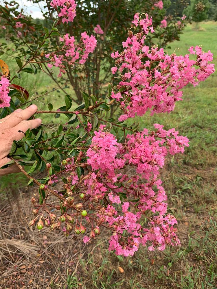 lagerstroemia-indica-sioux-crape-myrtle