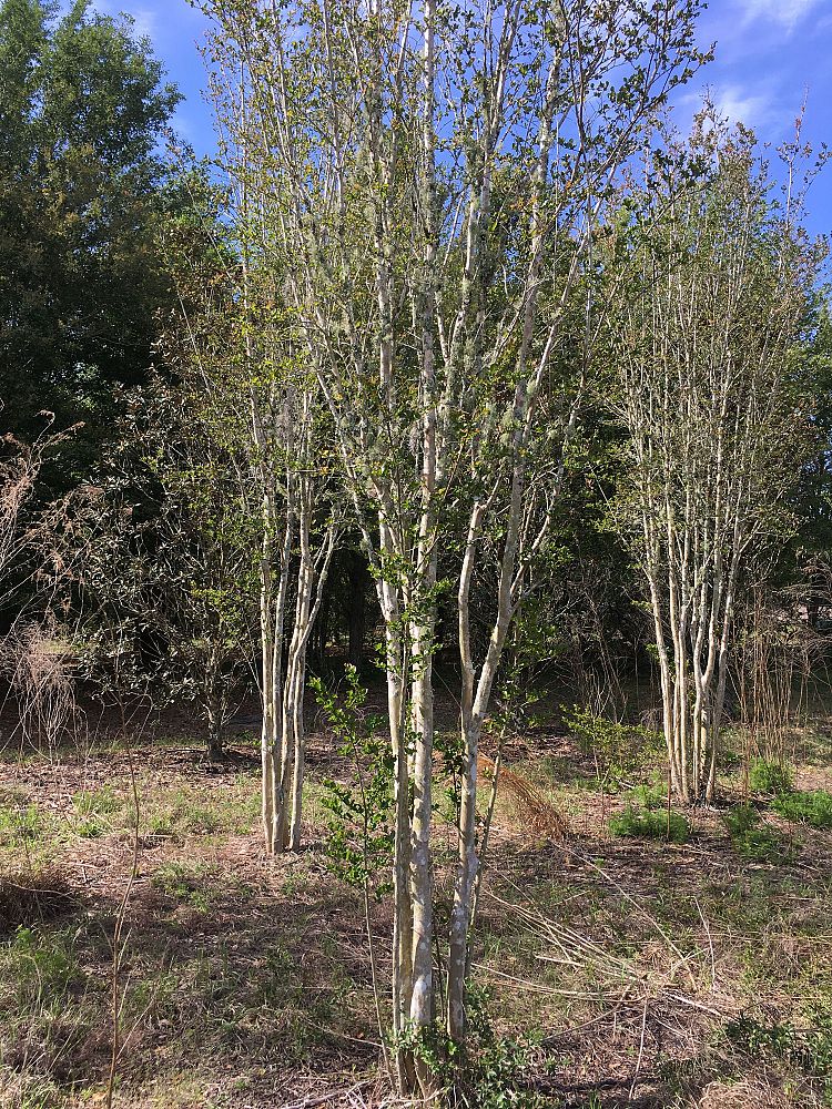 lagerstroemia-indica-sioux-crape-myrtle