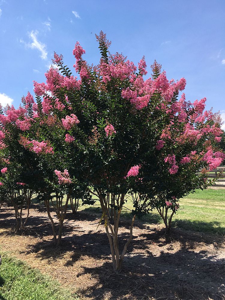 lagerstroemia-indica-sioux-crape-myrtle