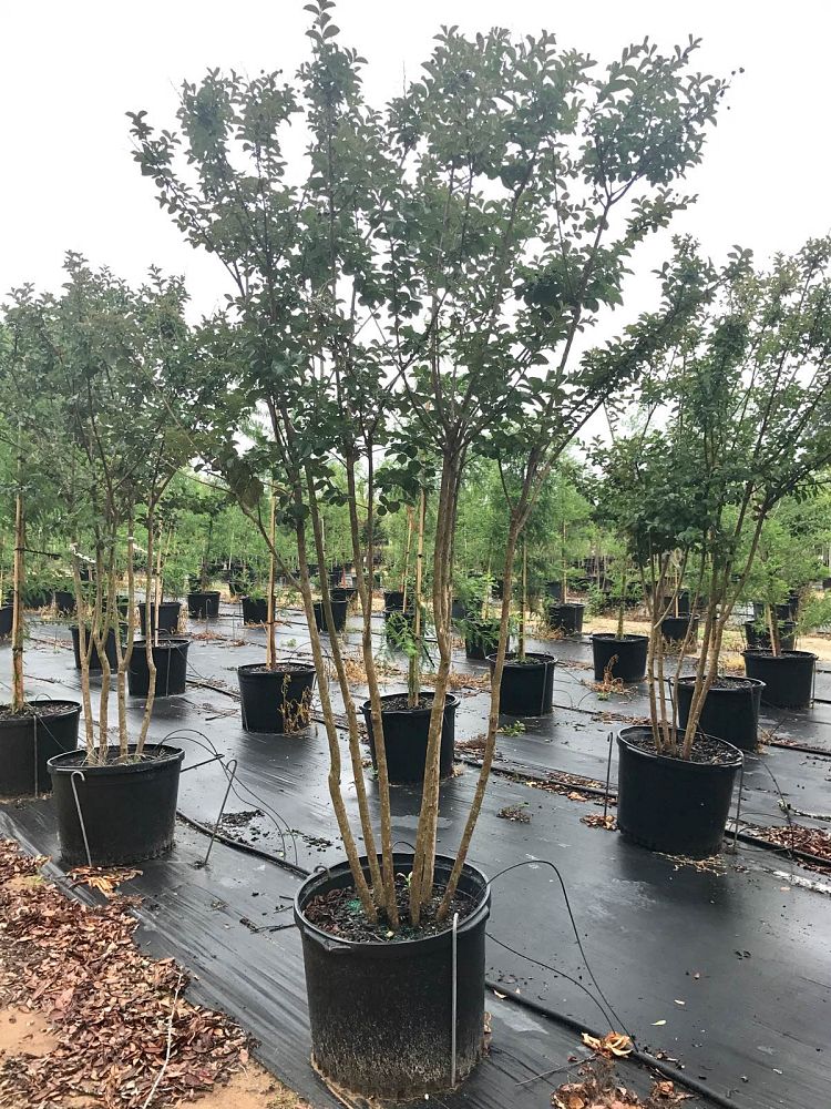 lagerstroemia-indica-sioux-crape-myrtle