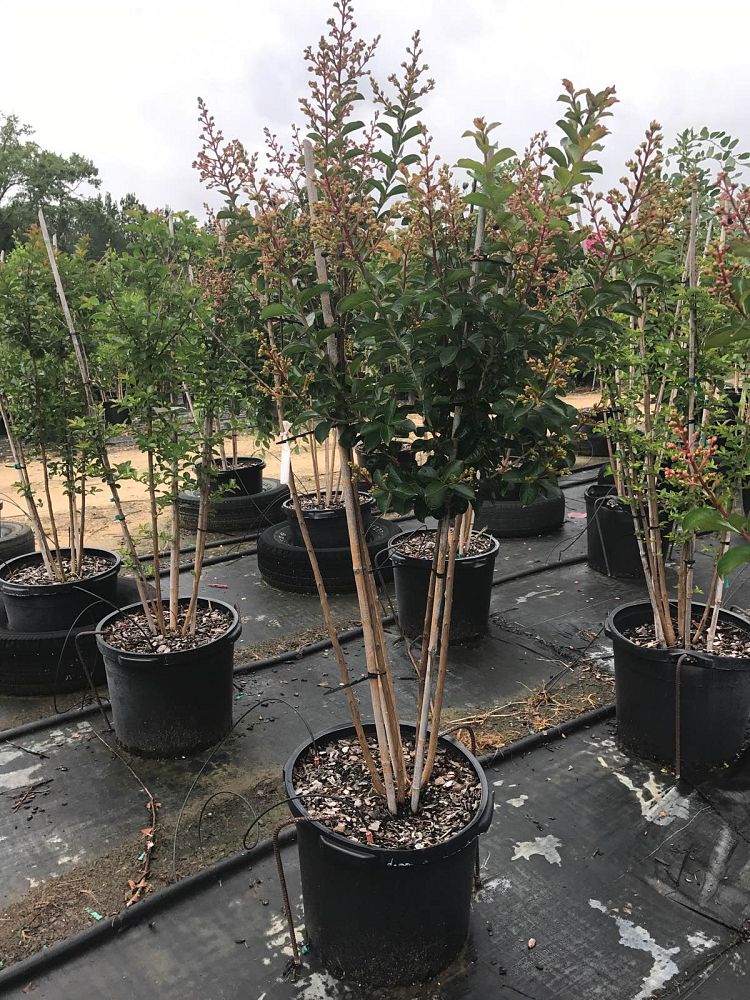 lagerstroemia-indica-sioux-crape-myrtle