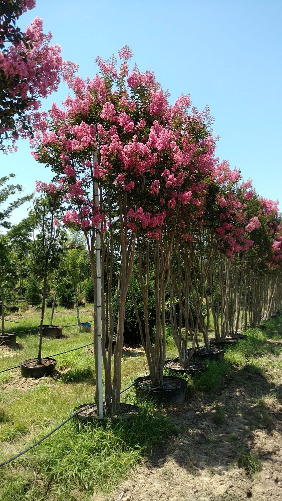 lagerstroemia-indica-sioux-crape-myrtle