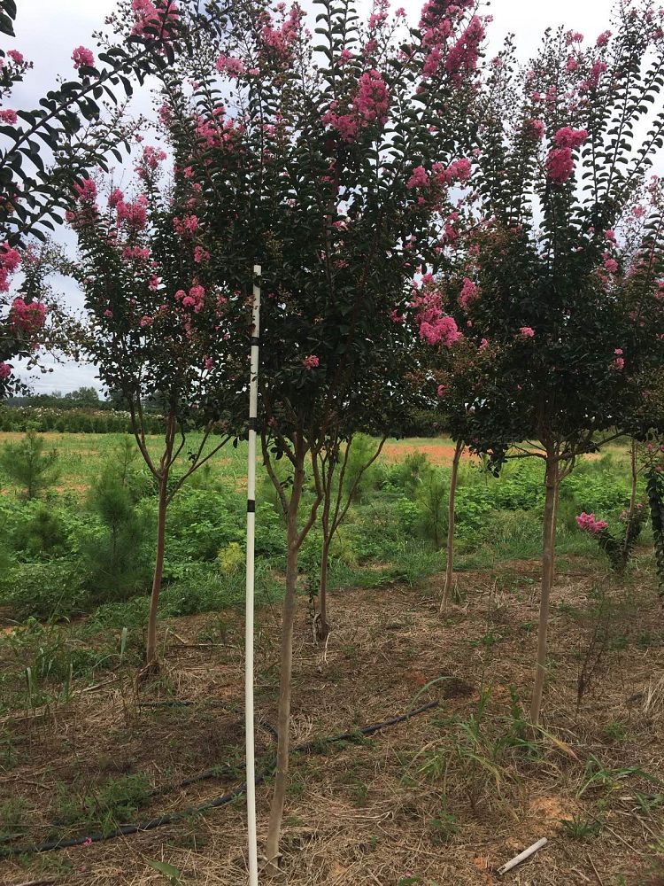 lagerstroemia-indica-sioux-crape-myrtle