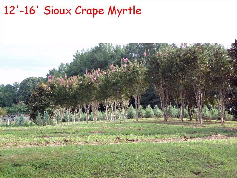 lagerstroemia-indica-sioux-crape-myrtle