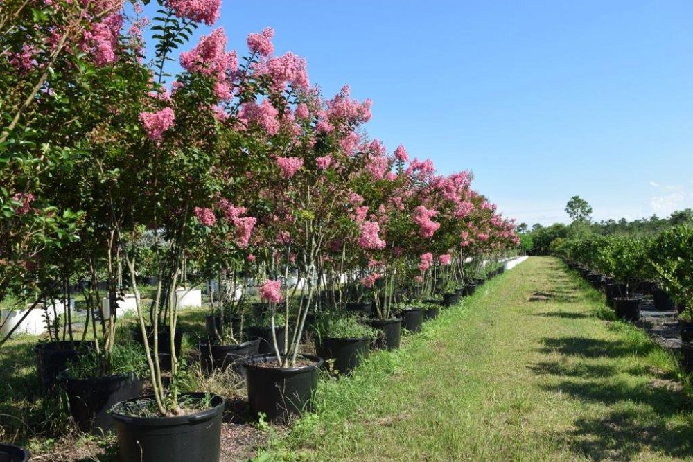 lagerstroemia-indica-sioux-crape-myrtle