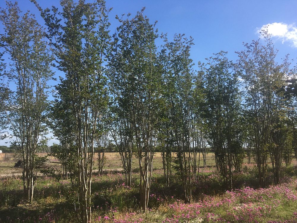 lagerstroemia-indica-sioux-crape-myrtle