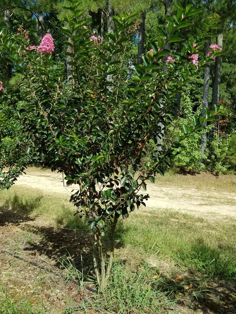 lagerstroemia-indica-sioux-crape-myrtle