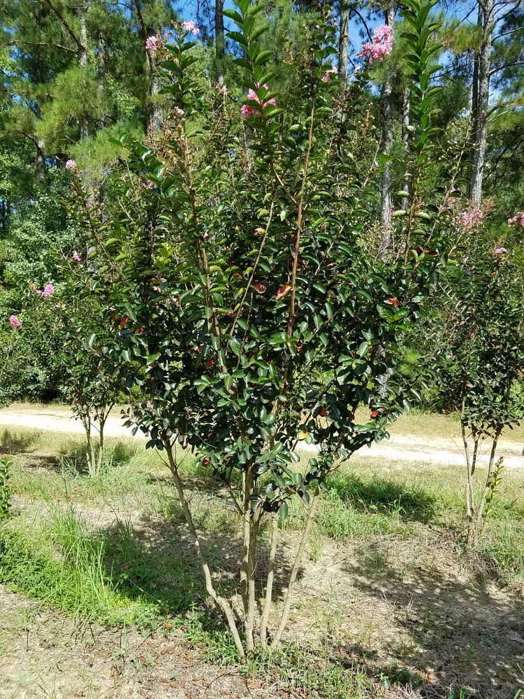 lagerstroemia-indica-sioux-crape-myrtle