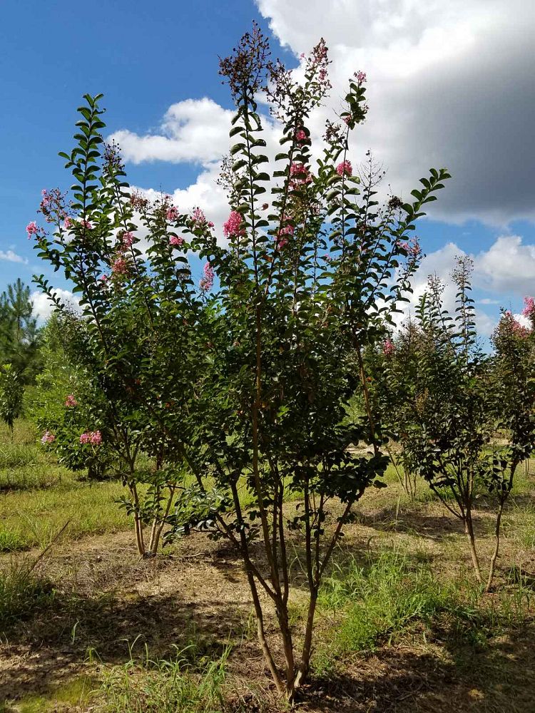 lagerstroemia-indica-sioux-crape-myrtle