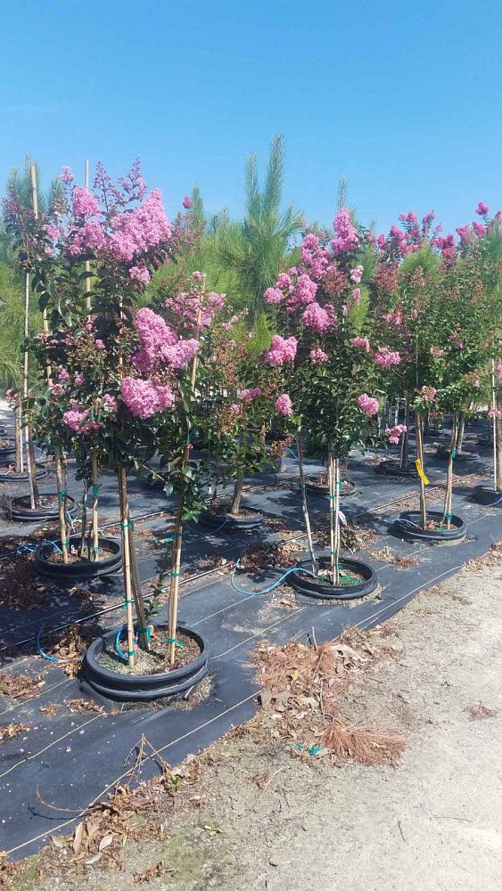 lagerstroemia-indica-sioux-crape-myrtle