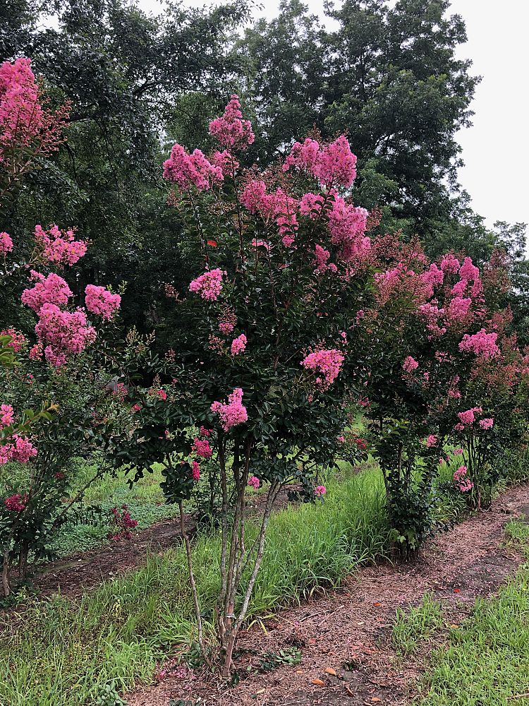 lagerstroemia-indica-sioux-crape-myrtle