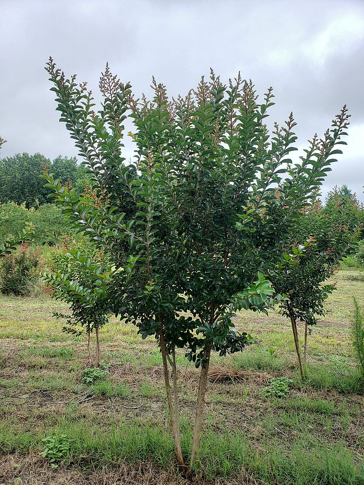 lagerstroemia-indica-sioux-crape-myrtle
