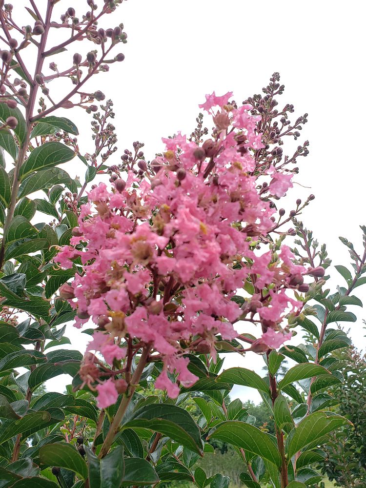 lagerstroemia-indica-sioux-crape-myrtle