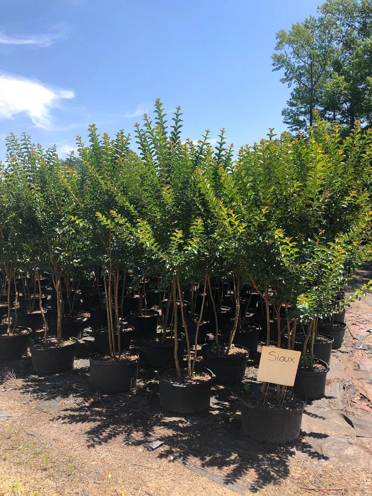 lagerstroemia-indica-sioux-crape-myrtle