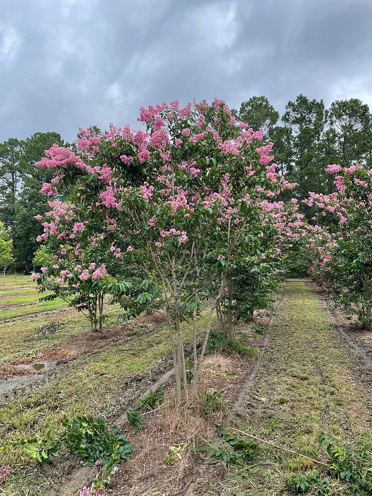 lagerstroemia-indica-sioux-crape-myrtle