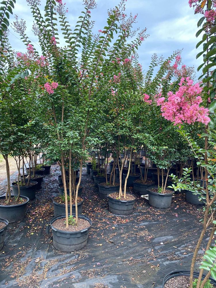 lagerstroemia-indica-sioux-crape-myrtle