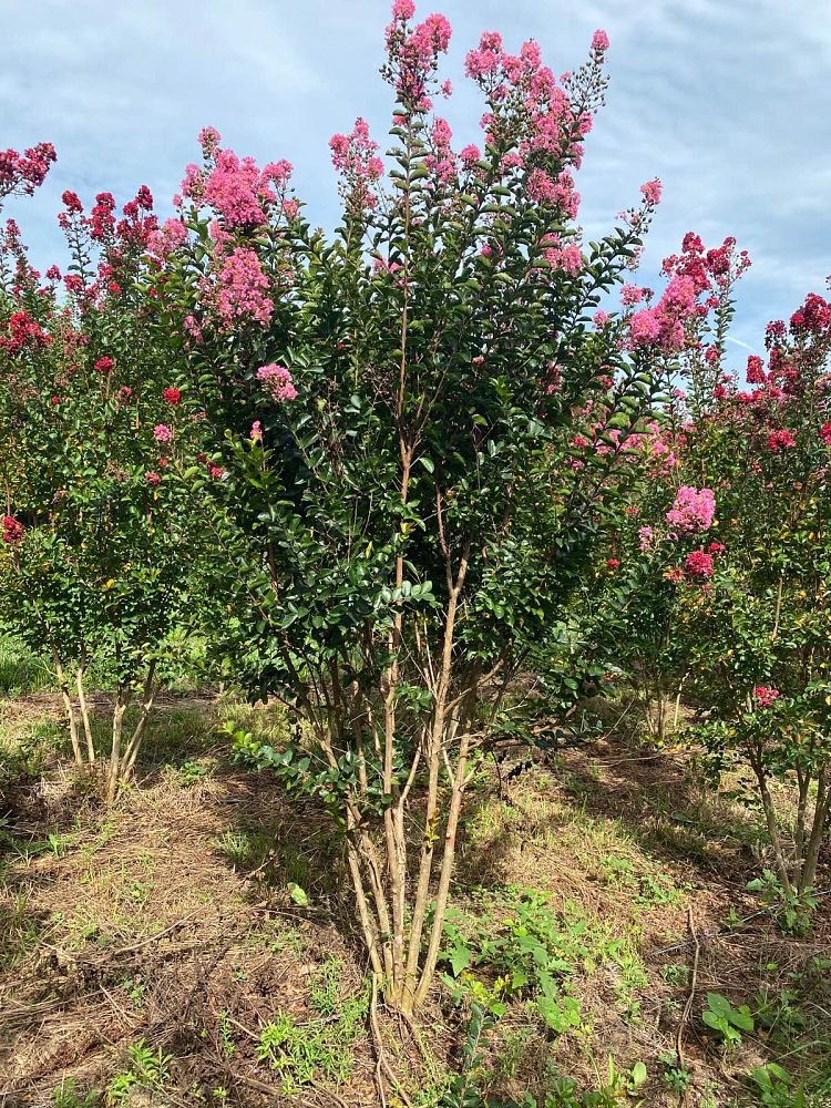 lagerstroemia-indica-sioux-crape-myrtle