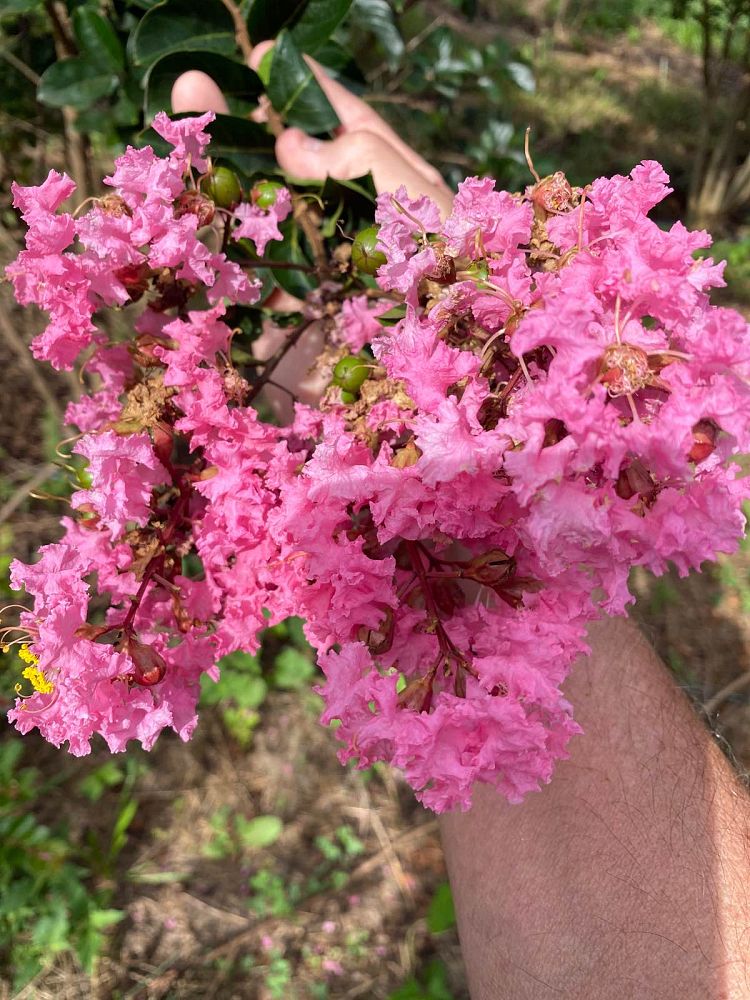 lagerstroemia-indica-sioux-crape-myrtle