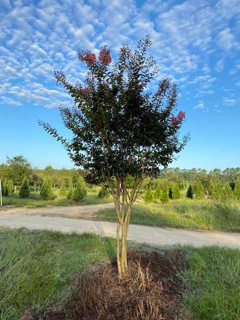 lagerstroemia-indica-sioux-crape-myrtle