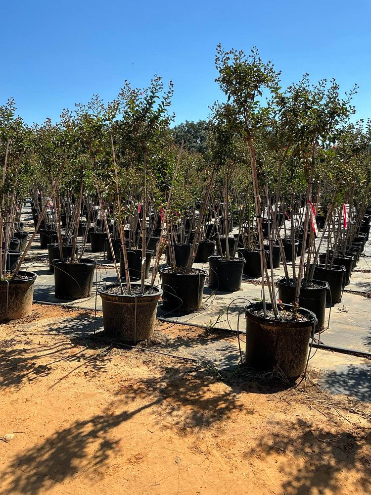 lagerstroemia-indica-sioux-crape-myrtle