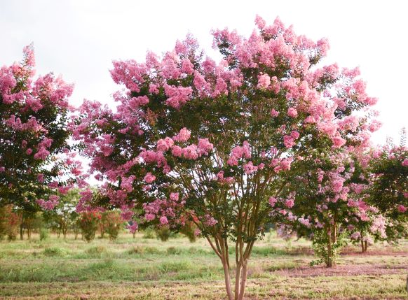 lagerstroemia-indica-sioux-crape-myrtle