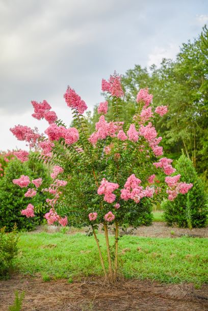 lagerstroemia-indica-sioux-crape-myrtle