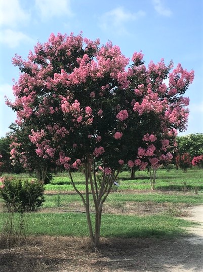 lagerstroemia-indica-sioux-crape-myrtle