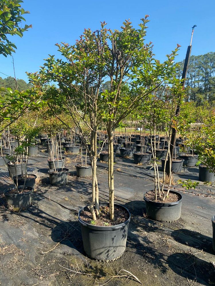 lagerstroemia-indica-sioux-crape-myrtle