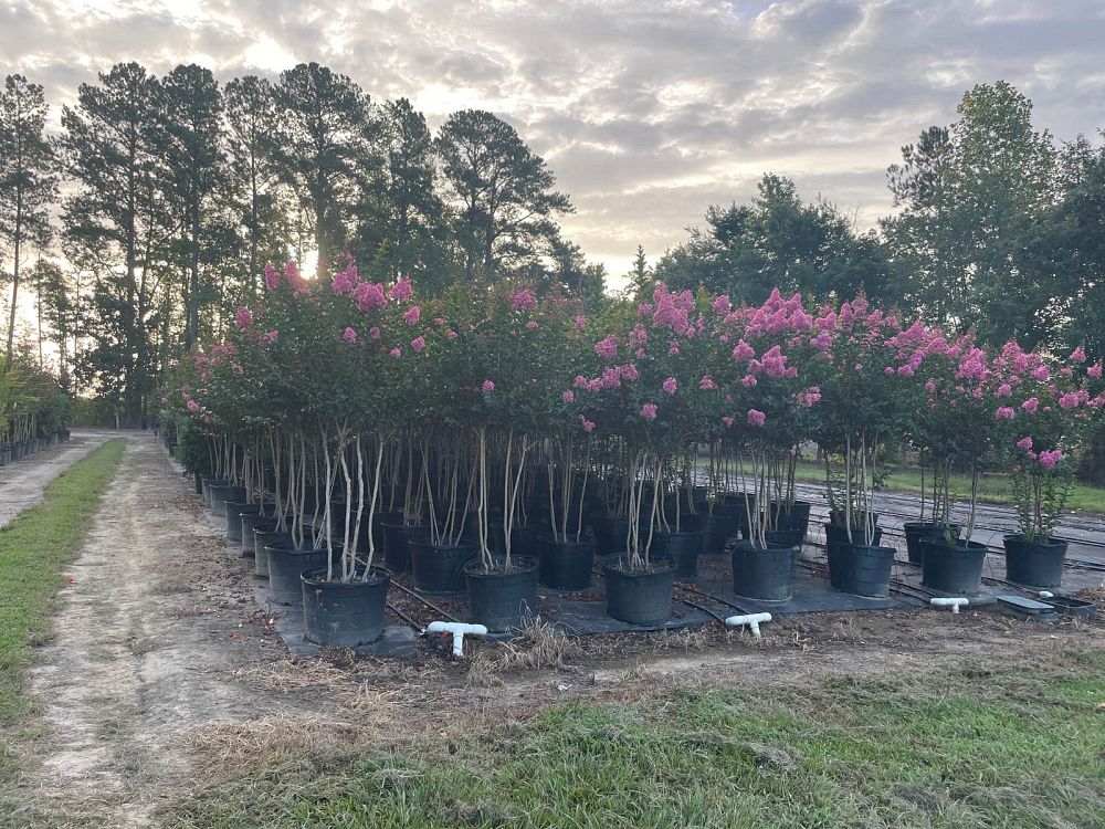 lagerstroemia-indica-sioux-crape-myrtle