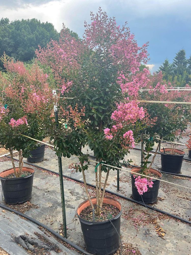 lagerstroemia-indica-sioux-crape-myrtle