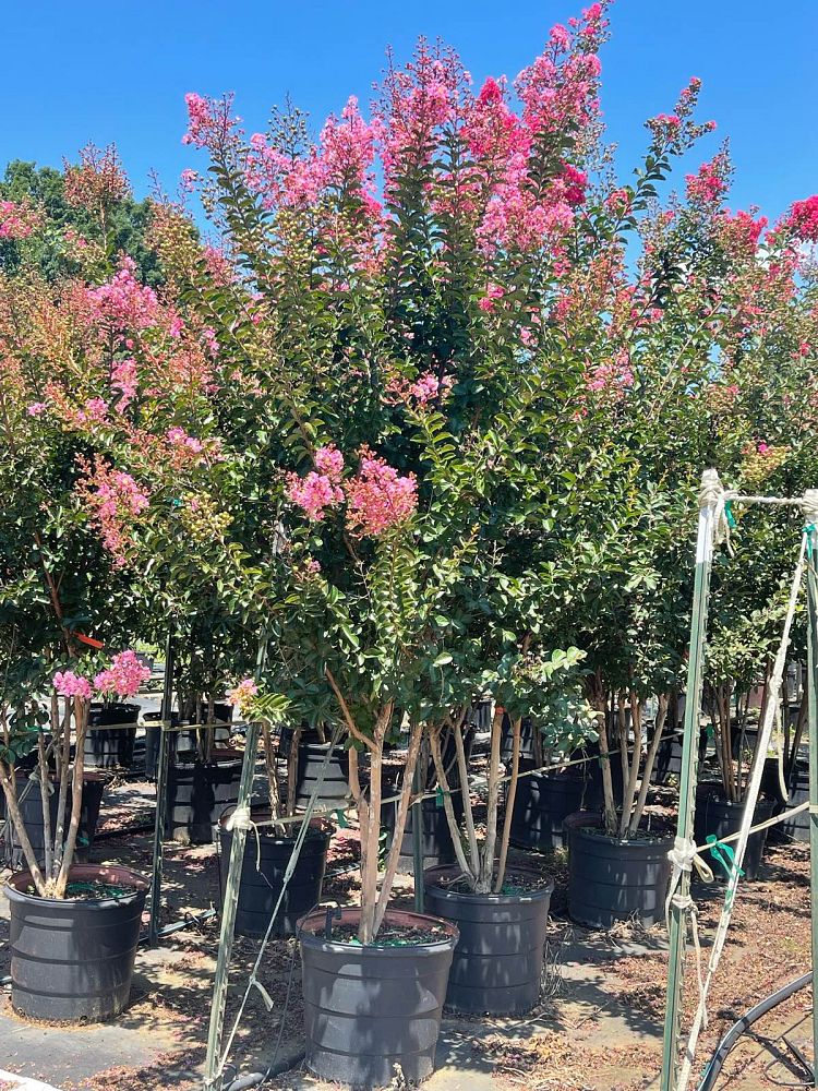 lagerstroemia-indica-sioux-crape-myrtle