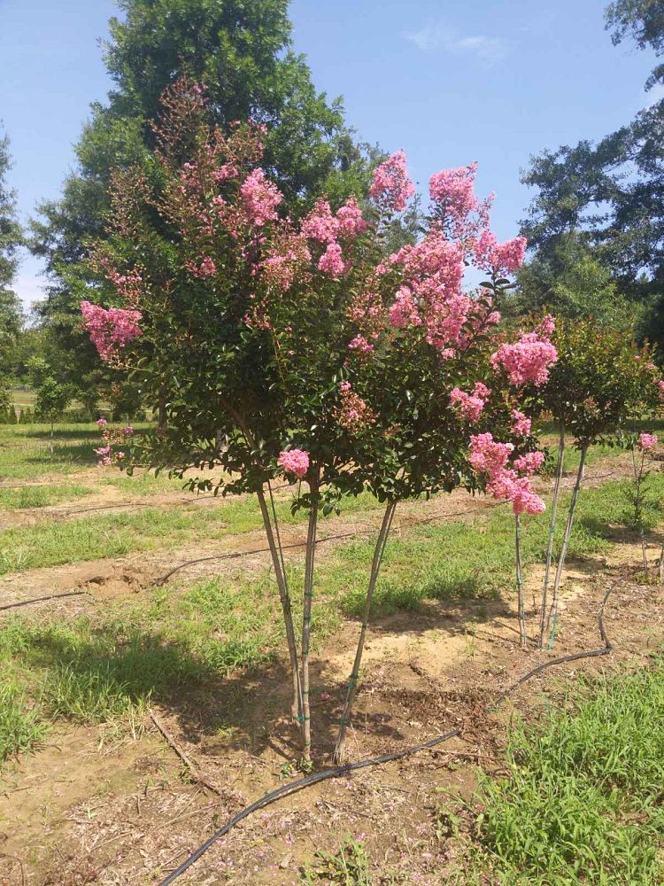 lagerstroemia-indica-sioux-crape-myrtle