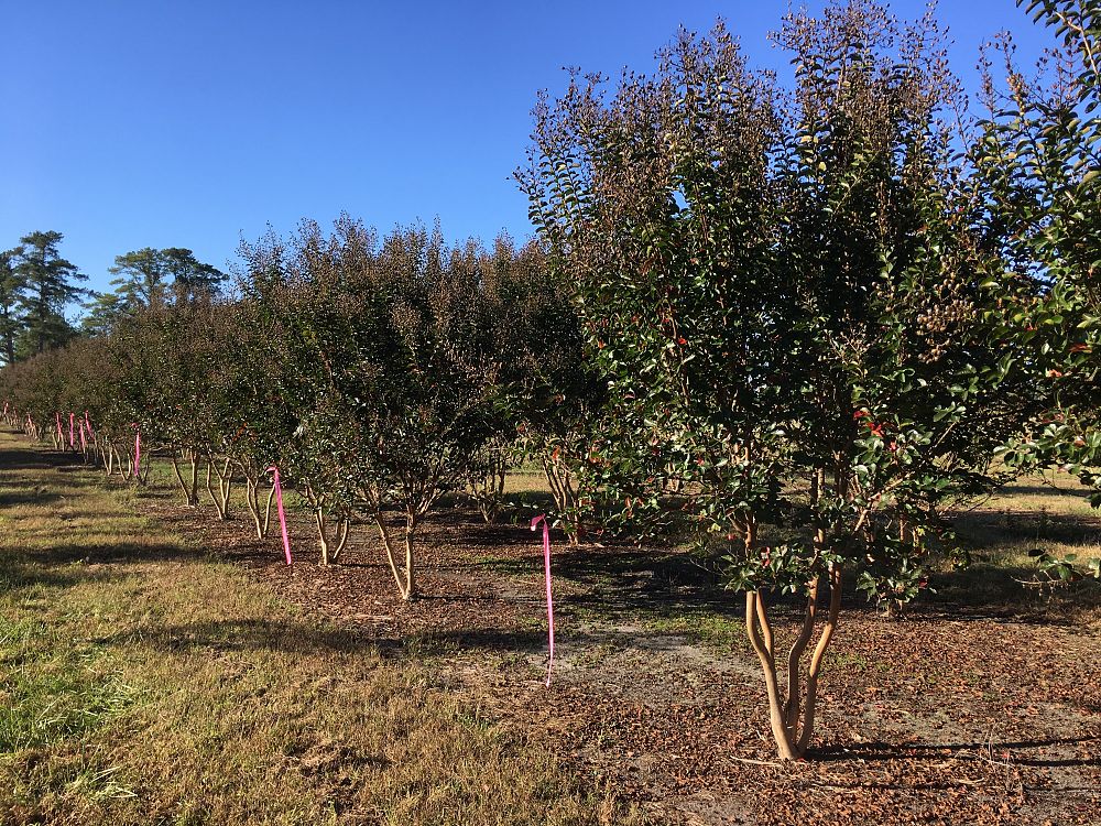lagerstroemia-indica-sioux-crape-myrtle