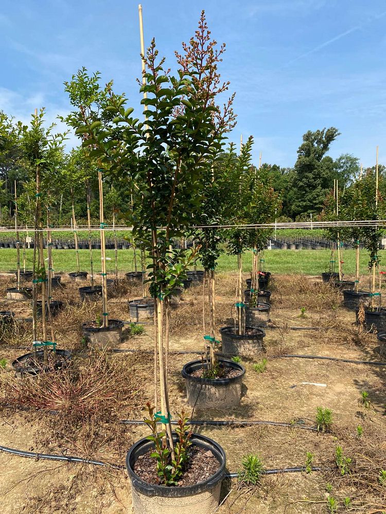 lagerstroemia-indica-sioux-crape-myrtle