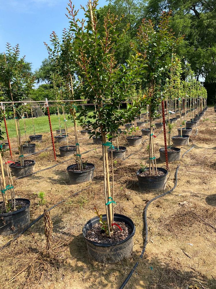 lagerstroemia-indica-sioux-crape-myrtle