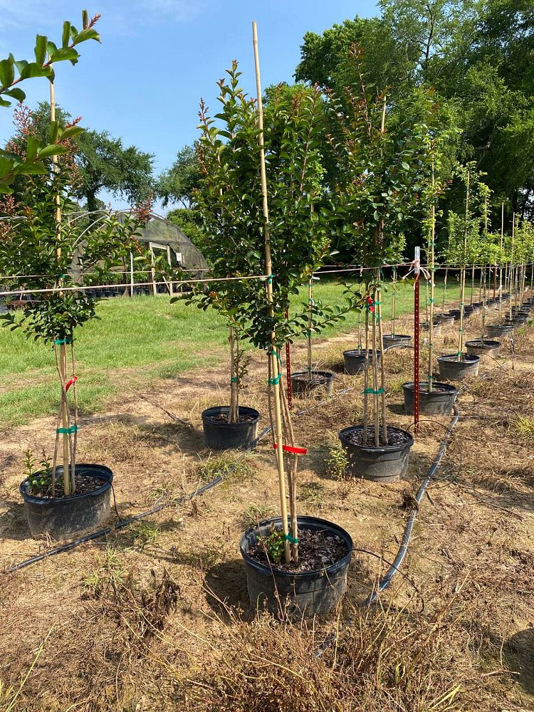 lagerstroemia-indica-sioux-crape-myrtle