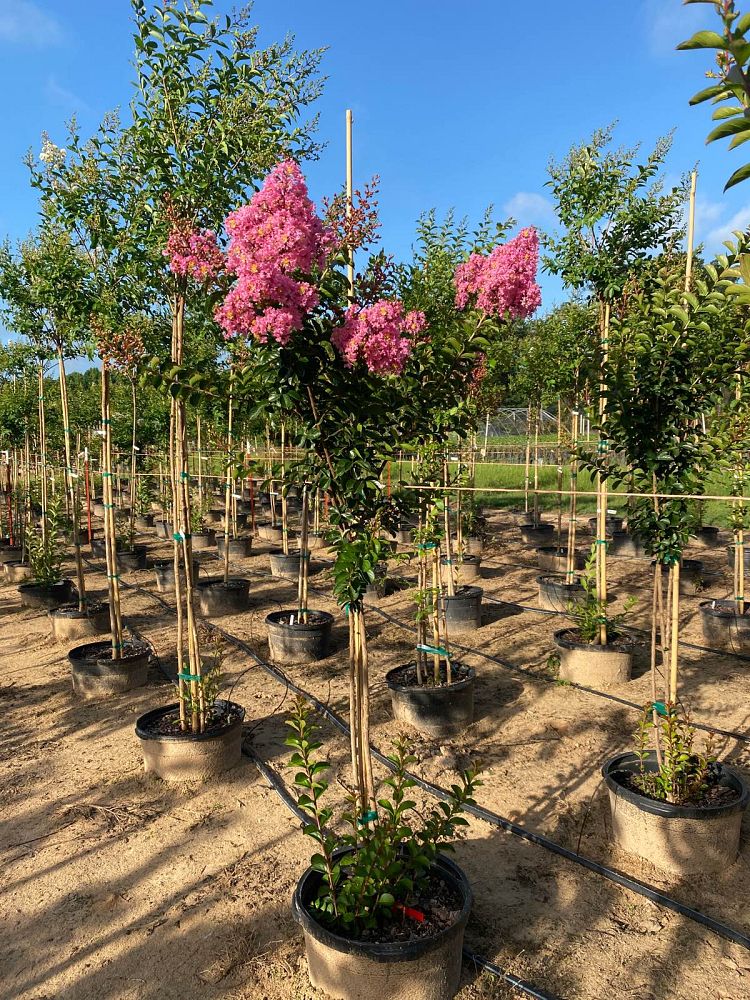 lagerstroemia-indica-sioux-crape-myrtle