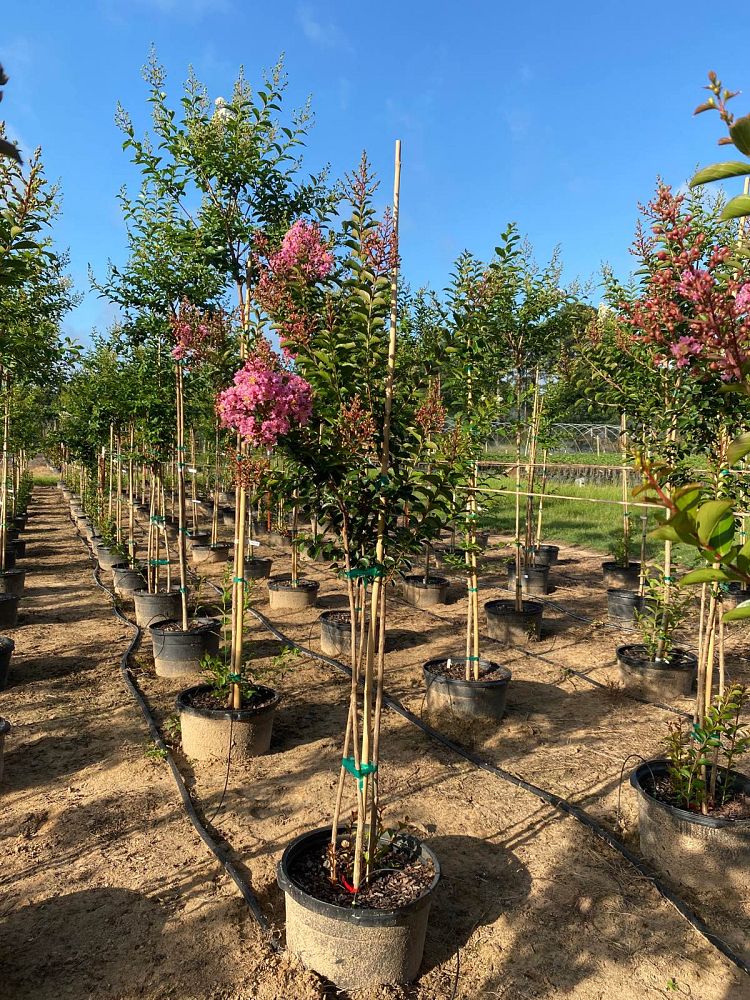 lagerstroemia-indica-sioux-crape-myrtle