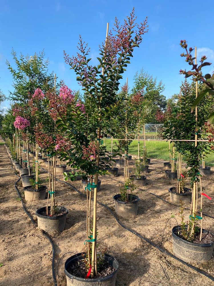 lagerstroemia-indica-sioux-crape-myrtle