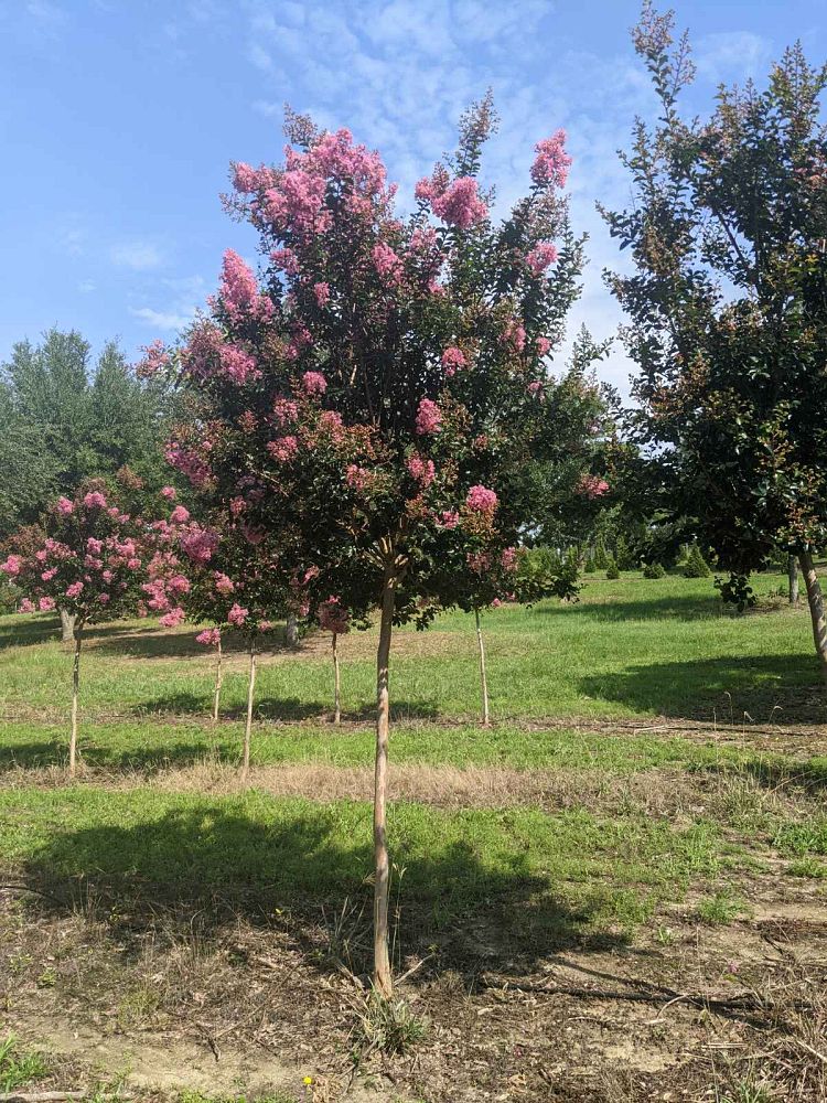 lagerstroemia-indica-sioux-crape-myrtle