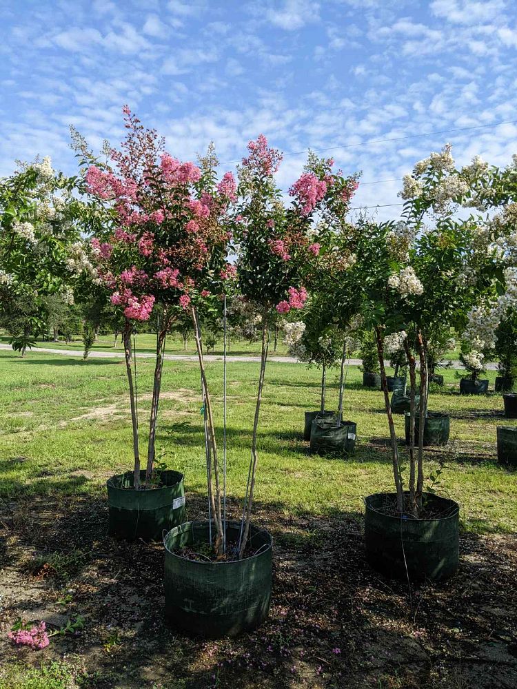 lagerstroemia-indica-sioux-crape-myrtle