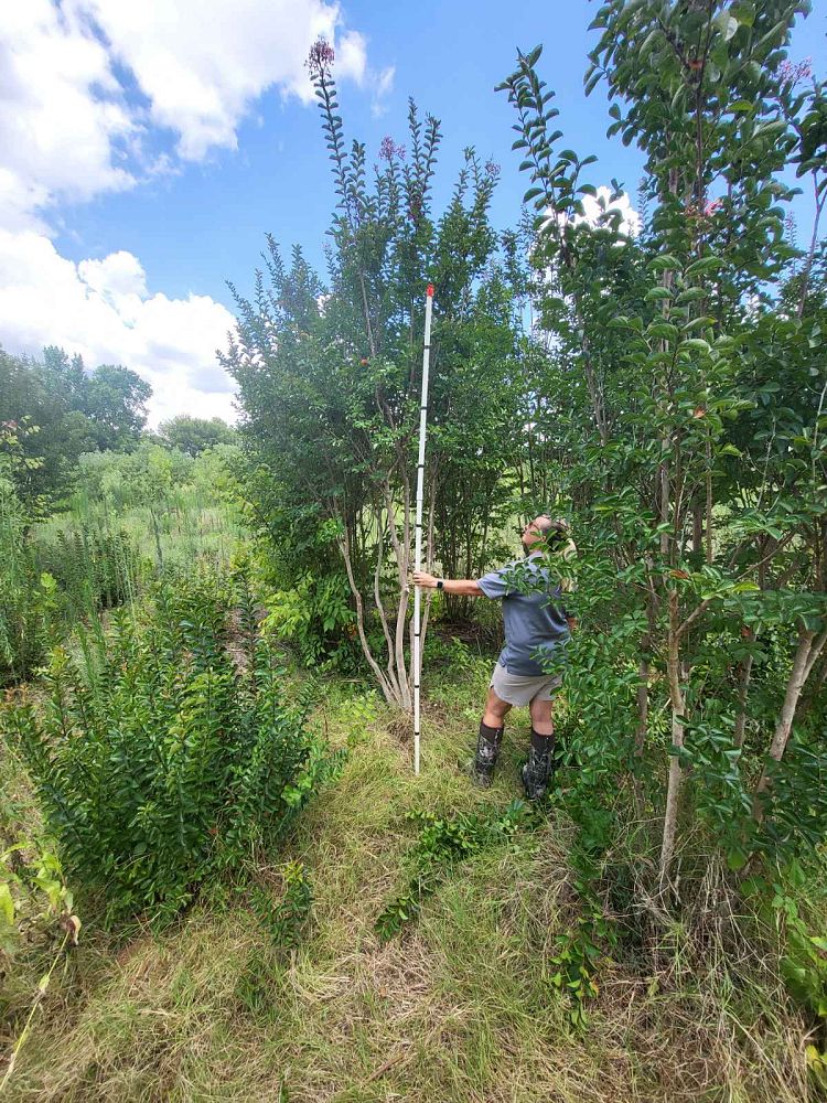 lagerstroemia-indica-sioux-crape-myrtle