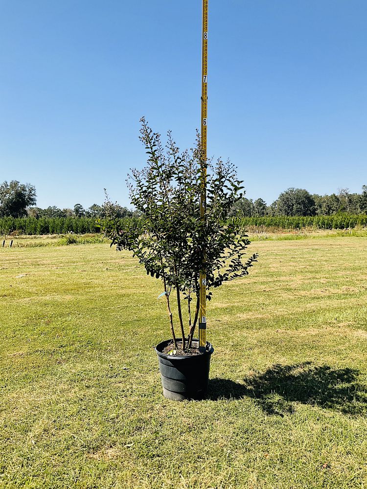 lagerstroemia-indica-sioux-crape-myrtle